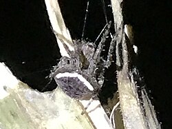 Araneus montereyensis.jpg