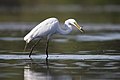 Great Egret (Ardea alba) with a fish, Sydney Olympic Park, New South Wales, Australia