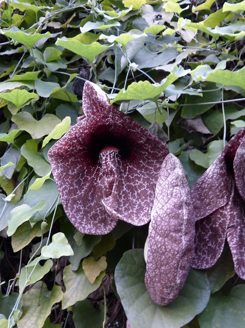 Aristolochia gigantea Frutigen.jpg