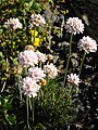 Armeria pubigera