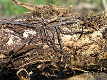 Rhizomorphs of Armillaria mellea Armillariella mellea rhizomorph bialowieza forest 2 beentree.jpg