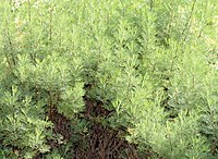 Artemisia abrotanum - bitkiler (aka) .jpg