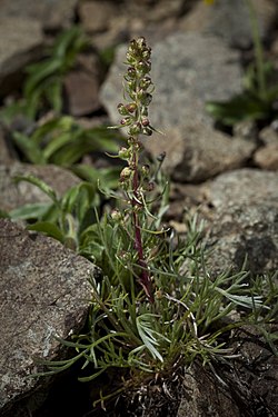 Artemisia furcata (7833285598).jpg