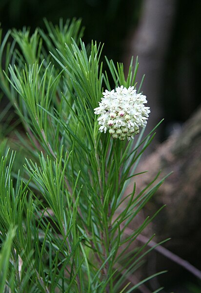 File:Asclepias linaria3.jpg