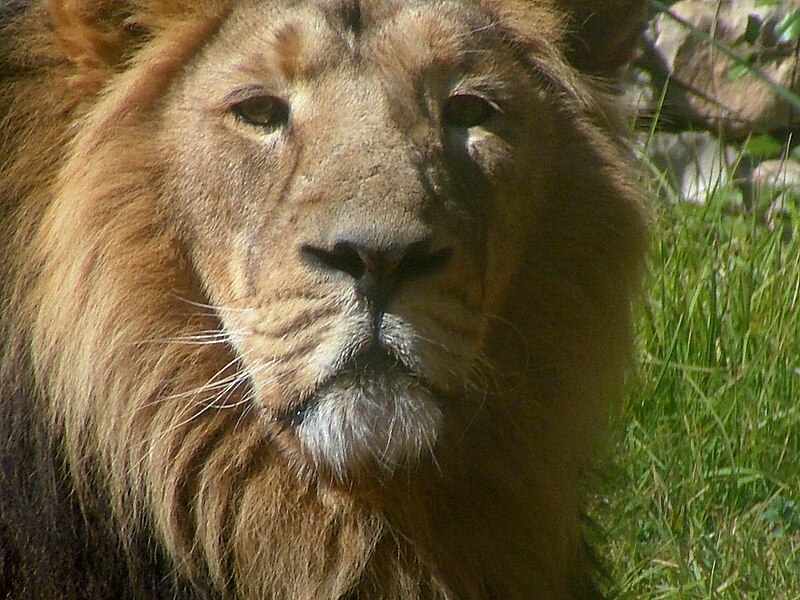 File:Asiatic Lion 03.jpg