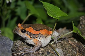 Asiatic Painted Frog (Kaloula pulchra) 花狹口蛙3.jpg