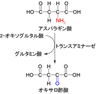 Aspartic acid to Oxaloacetic acid.PNG