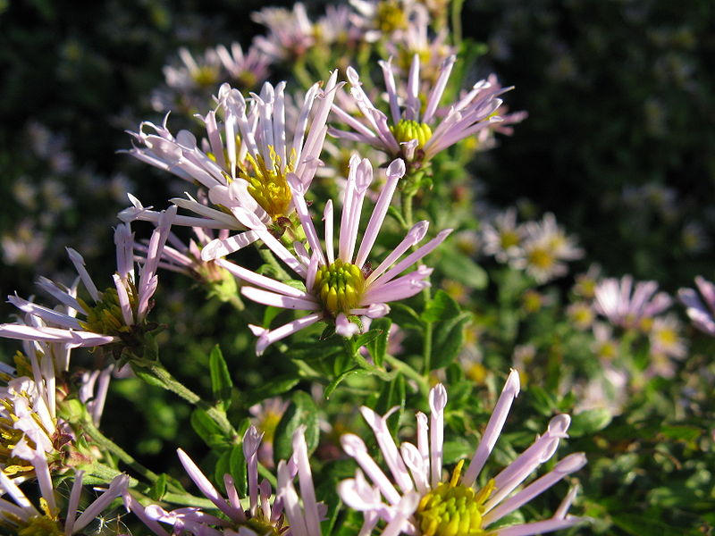 File:Aster ageratoides subsp tubulosus1.jpg