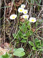 Miniatura para Aster (género)