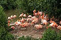 * Nomination: Phoenicopterus ruber in Chester Zoo --Mike Peel 06:42, 28 July 2023 (UTC) * * Review needed