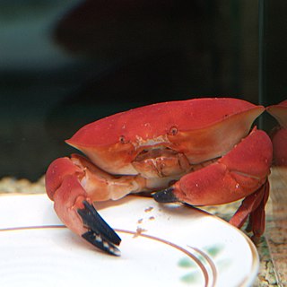 <i>Atergatis subdentatus</i> Species of crab