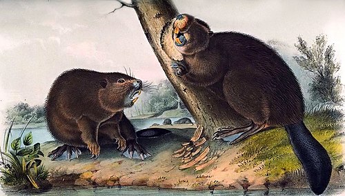 Бобер на английском. Канадский Бобр (Castor canadensis). Бобр картина. Бобёр живопись. Иллюстрация бобра.