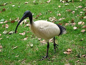 AustralianWhiteIbis2 gobeirne.jpg