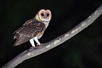 Thumbnail for Australian masked owl