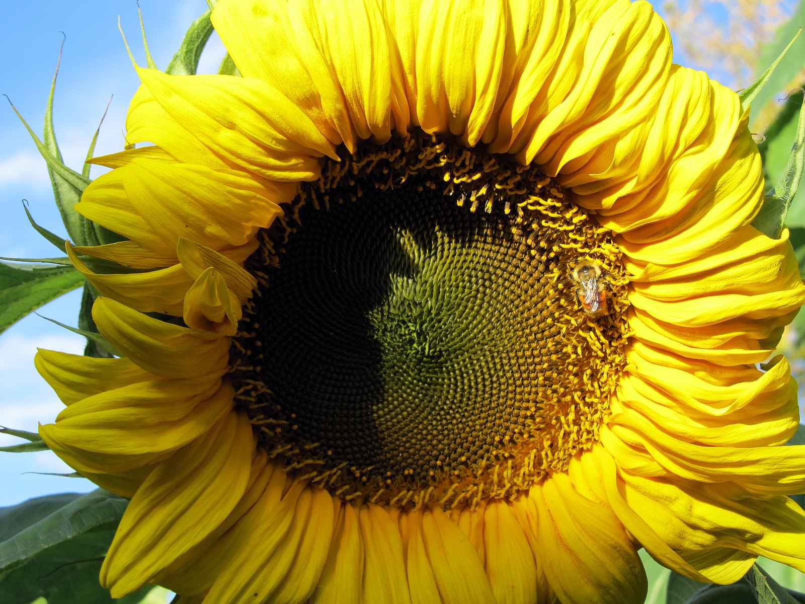 Sunflowers 2. Два подсолнуха. Подсолнух 2д. Подсолнух ПВЗ 2. 2 Подсолнуха ПАЗ.