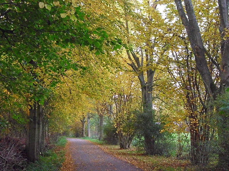 File:Autumn lane.JPG