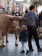 Photographie en couleurs d'un enfant face à un bovin.