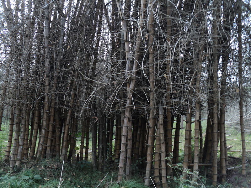 File:BAMBOO.JPG