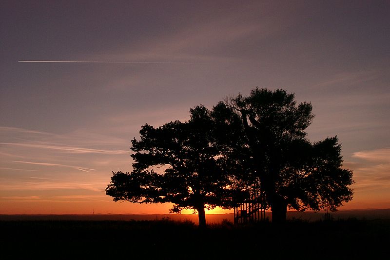 File:Babisnauer pappel morgen.JPG