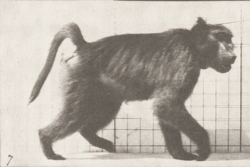 File:Baboon walking on all fours (rbm-QP301M8-1887-748a~07).jpg