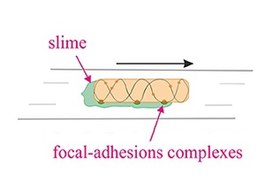 Bacterial gliding
Focal adhesion model
Adapted from: Islam and Mignot (2015) Bacterial gliding.jpg