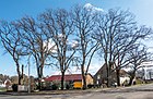 Bad Salzuflen Retzen Eichen an der Kreuzung Alte Landstraße-Papenhauser Straße.jpg