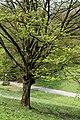 Baden-Baden-Carpinus betulus-10-Hainbuche-2012-gje.jpg