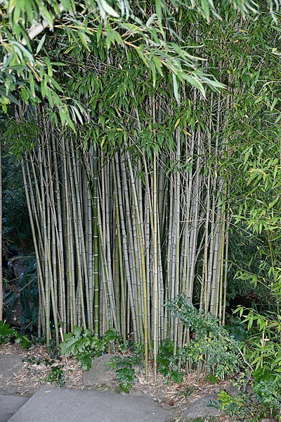 File:Bamboo December 2014-1.jpg