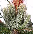 Banksia ericifolia 'White Candles' multiple white juvenile spikes