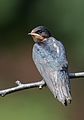 * Nomination Barn swallow(young bird) at Tennōji Park in Osaka. --Laitche 04:37, 19 June 2016 (UTC) * Promotion Good quality.--Famberhorst 04:43, 19 June 2016 (UTC)
