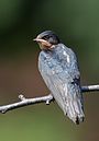 Barn swallow (young bird) at Tennōji Park in Osaka, June 2016.jpg