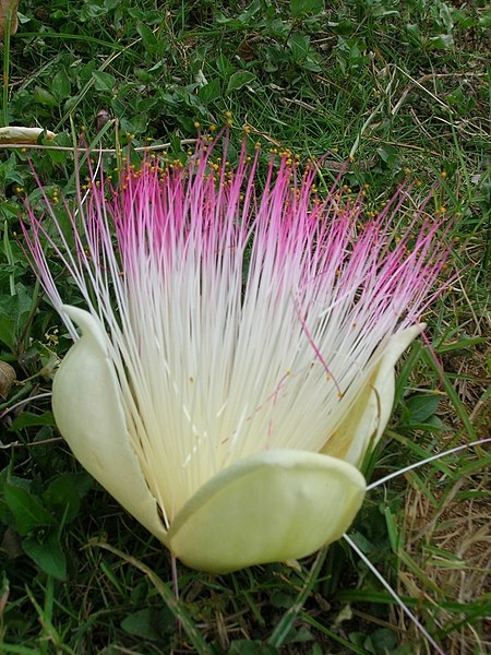 File:Barringtonia asiatica flower.jpg