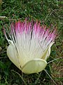 Barringtonia asiatica flower.jpg