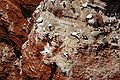 Northern Gannets and Common Guillemots on Heligoland