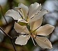 Bauhinia variegata var candida in Hyderabad W IMG 4659.jpg