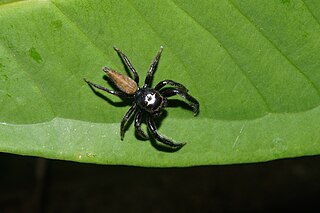 <i>Bavia aericeps</i> Species of spider