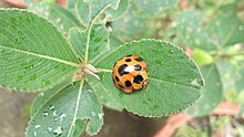 Beetle-17-yercaud-salem-India.JPG