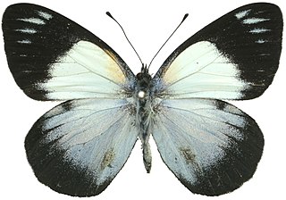 <i>Belenois margaritacea</i> Species of butterfly