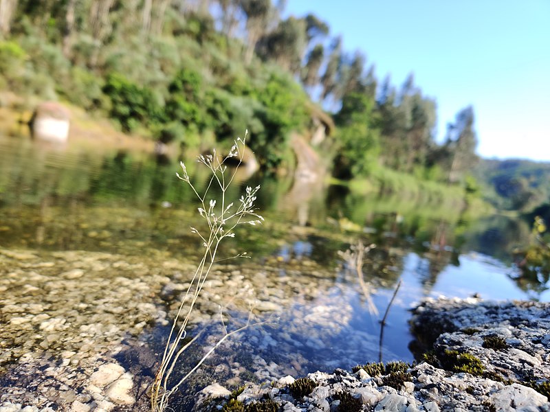 File:Beleza do rio na Várzea Negra. 27.jpg