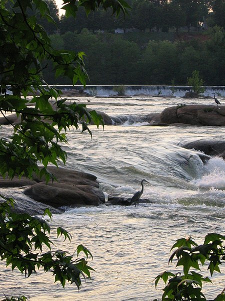 File:Belle isle richmond virginia herons.jpg