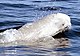 Fotografia colorida da foz de uma beluga brotando das águas.