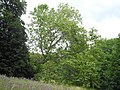 image=https://commons.wikimedia.org/wiki/File:Bergpark_Wilhelmshöhe_-_Baum_440_2019-07-08.JPG