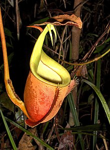 Intermediate pitcher with swollen tendril colonised by Camponotus schmitzi. Bicalcarata-upperpitcher.jpg