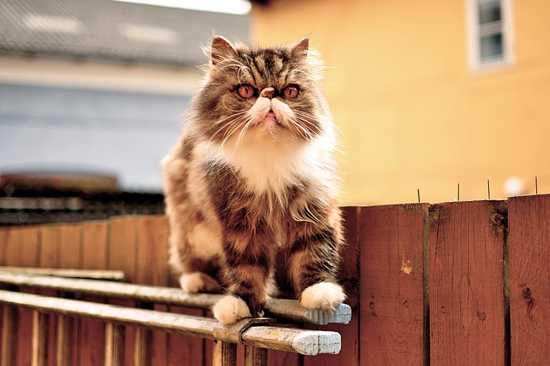 File:Bicolor Persian.jpg