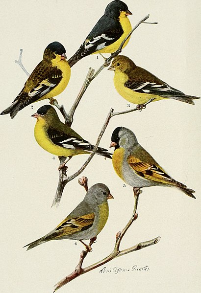 File:Bird-lore (1910) (14752242661).jpg