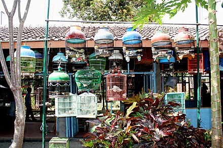 The bird market