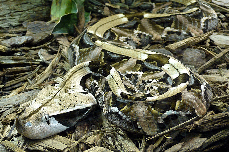 gaboon viper camouflage