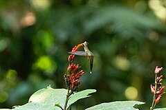 Description de l'image Black-throated Hermit imported from iNaturalist photo 94209850 on 9 January 2023.jpg.