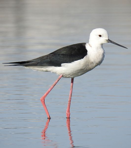 File:Black-winged Stilt Himantopus himantopus by Dr. Raju Kasambe DSCN7420 (10).jpg