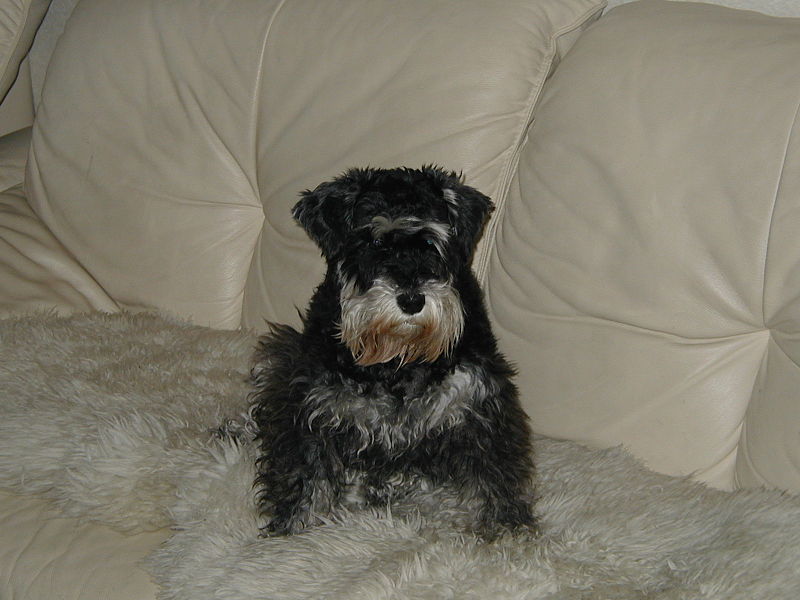 File:Black and White Miniature Schnauzer.jpg